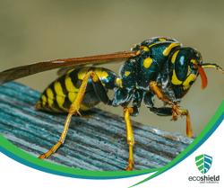 What Temperature Kills Off Yellowjackets and Hornets?